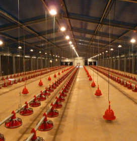 Durable High-Strength Plastic Slat Flooring with Corrosion-Resistant and Anti-Slip Surface for Chicken Coop