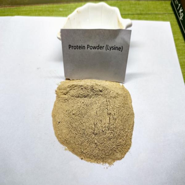 Probióticos Fermentação Proteína de aves de capoeira marrom em pó Proteína crua 75%