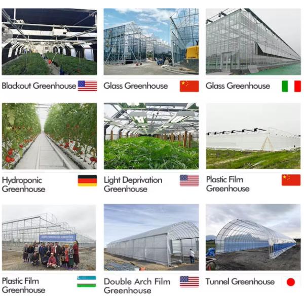 Efficient Strawberry Plant Greenhouse Easy To Install High Performance