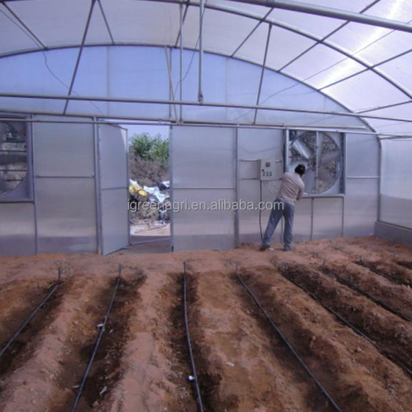 Windproof Single Tunnel Greenhouse With Greenhouse Pad And Fan Cooling System