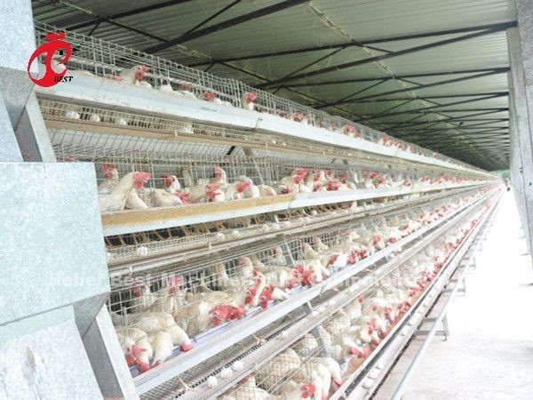 Cheap Automated Battery Cage System Hot Galvanized 25 Lifespan 450cm2 In Nigeria Emily