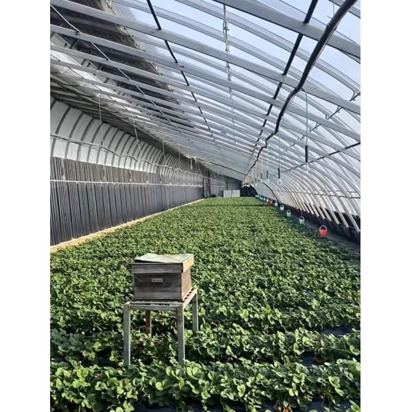 Аркированная крыша Аквакультура Растительная пленка Солнечный свет Теплица для цветка клубники США