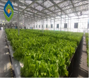 Large Size Vertical Hydroponic Greenhouse Stable Structure Easily Assembled