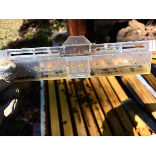 Белое пластиковое оборудование улья пчелы ловушки жука без Посион и пестицида