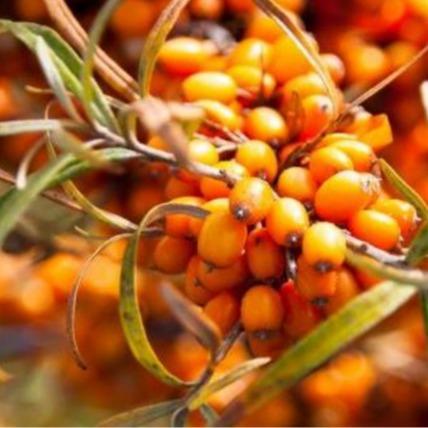 Cosmétiques huile de fruits de guêpe de mer baril INCI Hippophae Rhamnoides Extrait de fruits