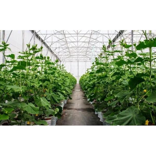 Adubo vegetal natural dos ácidos aminados, adubo do molibdênio orgânico