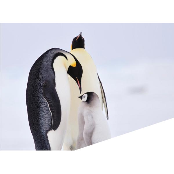 Konica Bizhub 224 284 364E TN322 Стандартный черный тонерный картридж с печатными страницами 27000