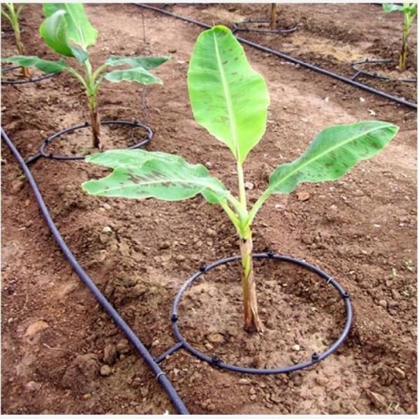 Mangueira plástica do gotejamento da cor de Fed Greenhouse Watering System Black da gravidade do jardim
