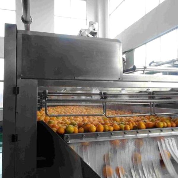 Máquina de lavar de aço inoxidável fresca automática do fruto do líquido de limpeza do gengibre/cúrcuma