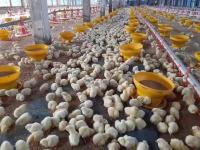 Ligne d'alimentation de poulet de casserole de 14 grilles Mangeoires et buveurs automatiques de volaille