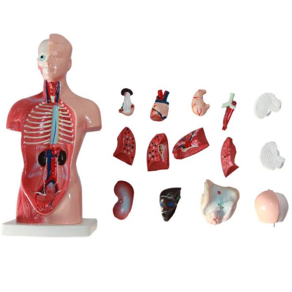 High  Quality Medical  Anatomy Organs Human Trunk Muscles Model Manikin For Surgery Skills Training