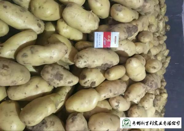 Nutritious Fresh Potato Stored In A Dry And Cool Place Prevent Germination