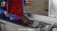 Chaîne de production moyenne de fruit de tomate fraîche