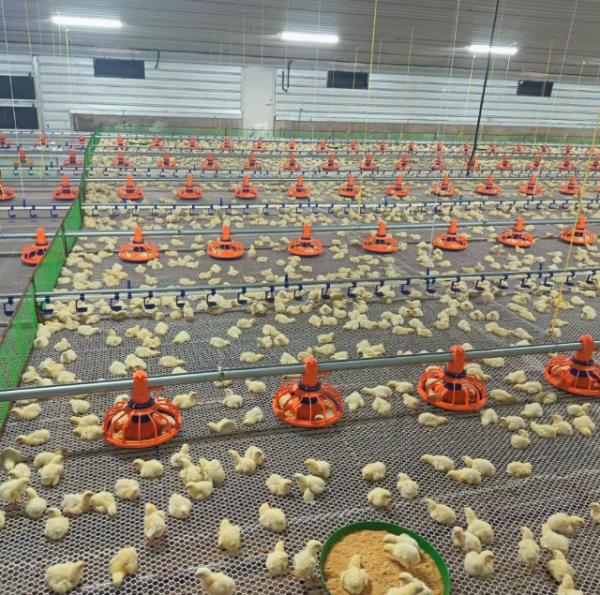 Automatic Poultry Drinking System with Hygienic Closed Design, Durable Corrosion-Resistant Materials, and Water-Saving Technology