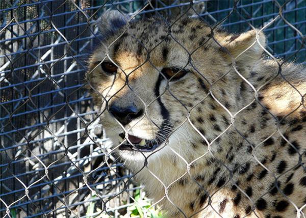 cerco atado 7x7 do animal da malha do jardim zoológico da corda de fio dos SS