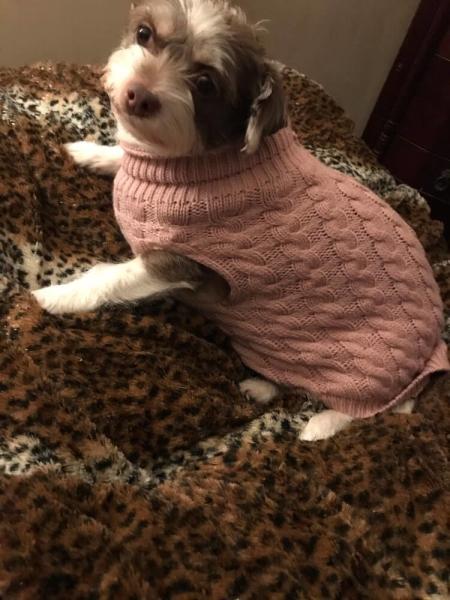 Forme a tamanho personalizado roupa do animal de estimação a roupa bonito do cão para o outono/inverno