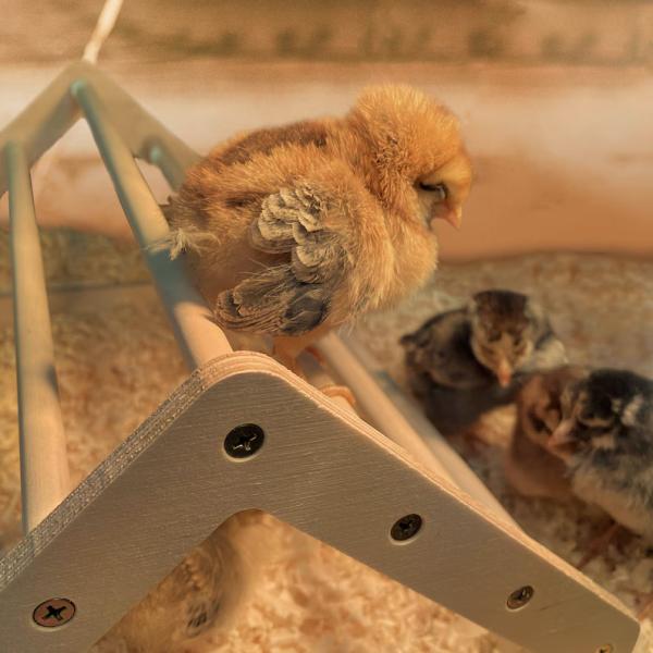 Gray Chick Perch Strong Wooden Jungle Gym Roosting Bar Chicken Toys for Coop and Brooder