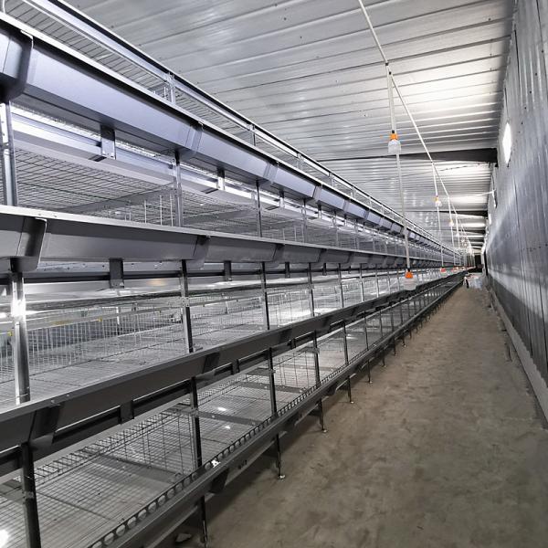 Fully Automatic Hot-Dip Galvanized H-Type Broiler Chicken Cage for High-Density Poultry Farming