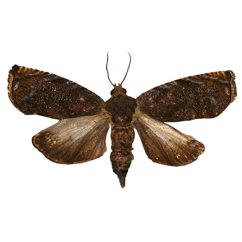 Pheromone Lure for Cydia trasias