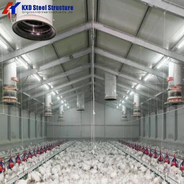 Granja avícola Granja de pollos Granja de ganado Casa para 10.000 pollos Diseño de luz con soldadura Servicios de corte y flexión