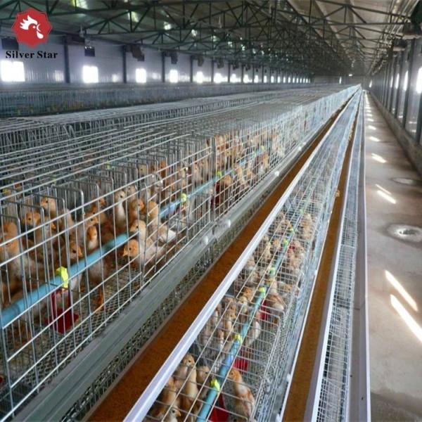 Type 4 rangée de la batterie A de cage de poulet à rôtir de volaille de ferme galvanisée à chaud