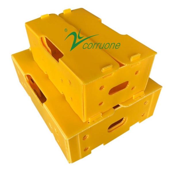 Corruone waterproof Fruit Vegetable Packing PP Cartonplast Grapes Packing Boxes Plastic Broccoli Boxes Corrugated Ginger box
