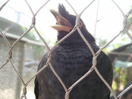 Stainless Steel Parrots Enclosure Mesh