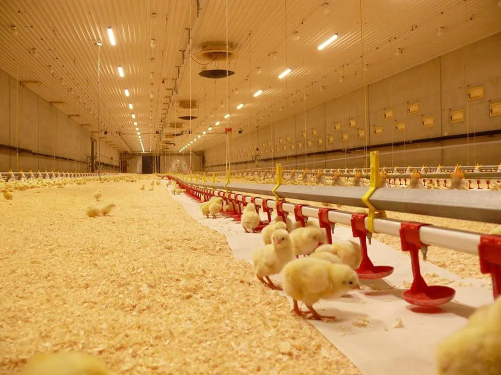 Poultry Farming Feeding System Plastic Precise Control Broiler Pan Feeding System