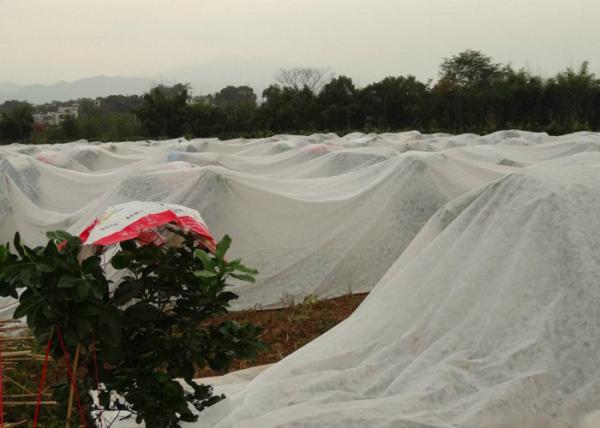 Controle de ervas daninhas tratado UV não tecido impermeável do rolo 4% da tela da agricultura