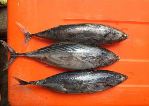 Bulk Frozen Bonito Fish