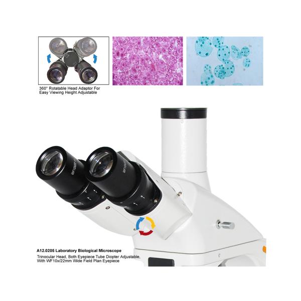 ocular binocular del microscopio biológico A12.0205 WF 10X de la lámpara del halógeno de 12V 20W