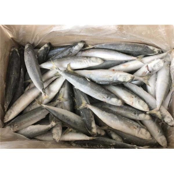 Небольшая лошадь глаза - приманка скумбрии 500g 1000g замороженная удя