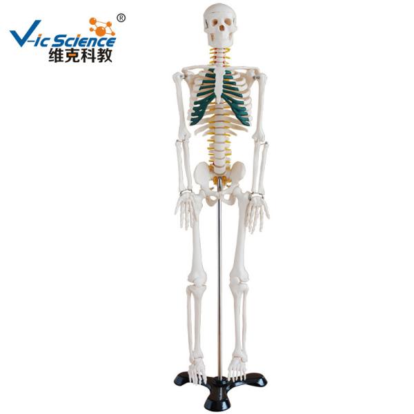 Lab Educational Anatomical Skeleton Model With Spinal Nerves  VIC-102A