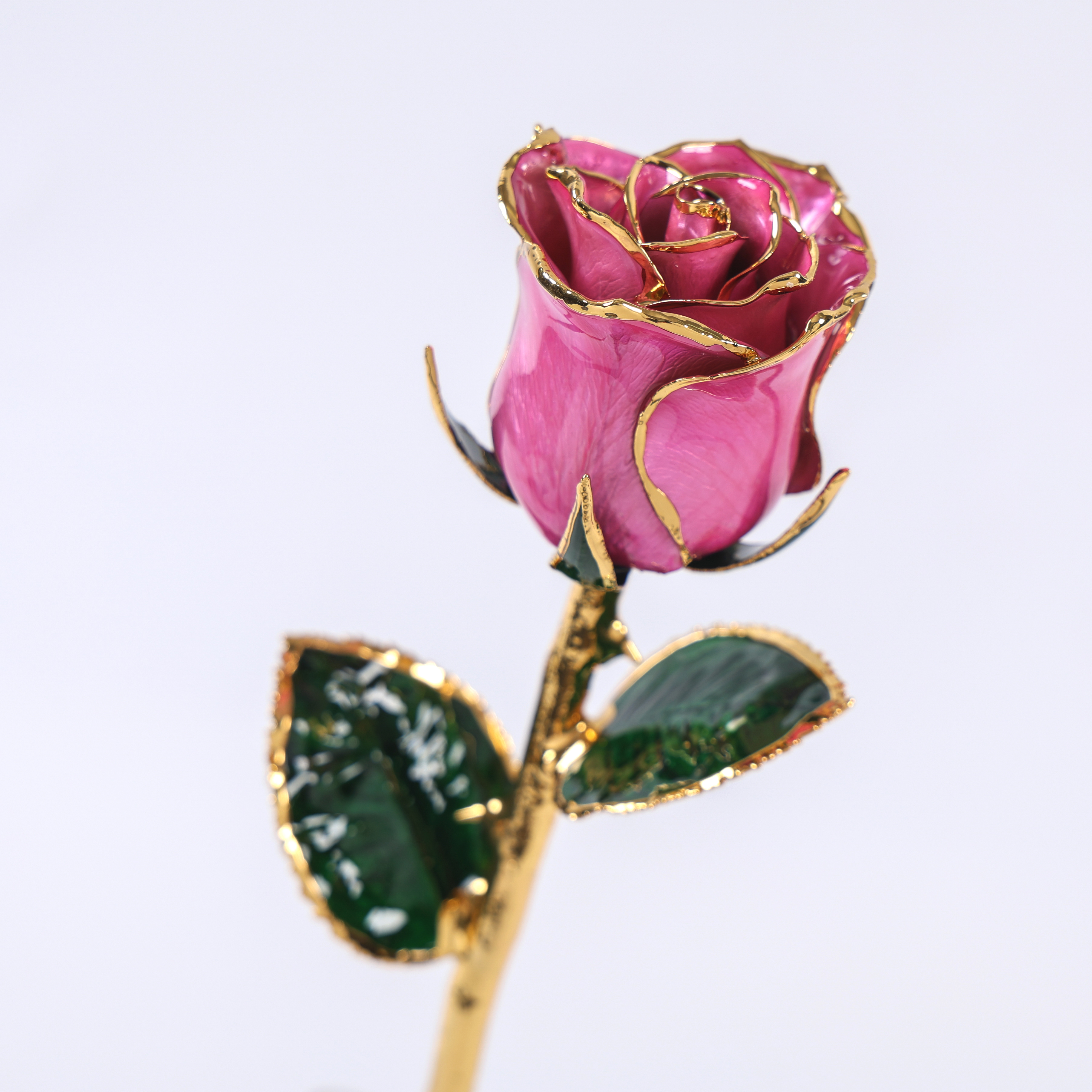 European and American 24k Gold-plated Rose Gold Natural Real Rose Valentine's