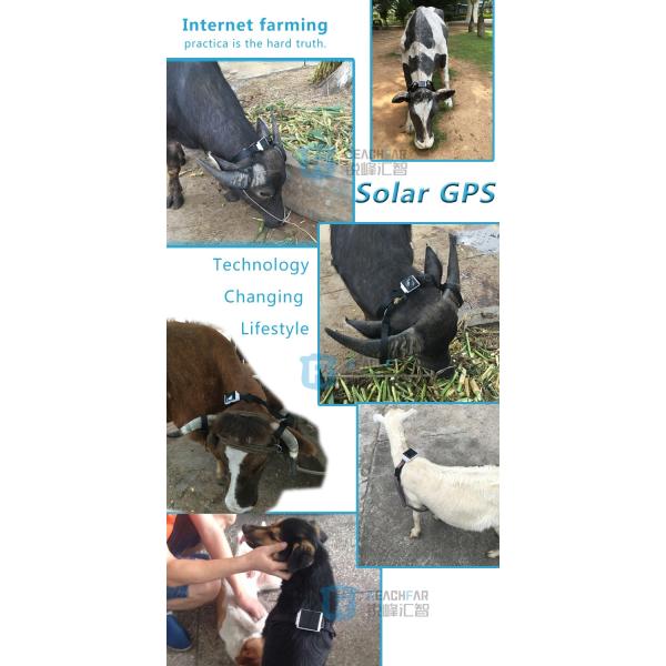 Server software sheep animal tracking gps tracker/advanced google earth gps gsm vehicle tr