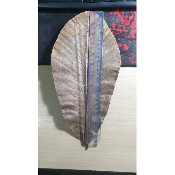 Vacuum-Packed Sushi Fresh Bamboo Hoba Leaf Leaves