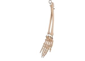 Palm Elbow Joint Anatomy Radial Bone For Medical Training