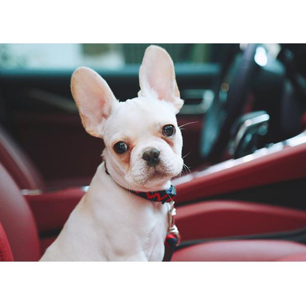 0.79 Inch Wide Thick Nylon Dog Collars Navy Blue Red Ripple Nylon Puppy Harness