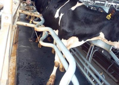Resista a esteira de borracha dos sobressalentes moderados da máquina de ordenha para estar das vacas