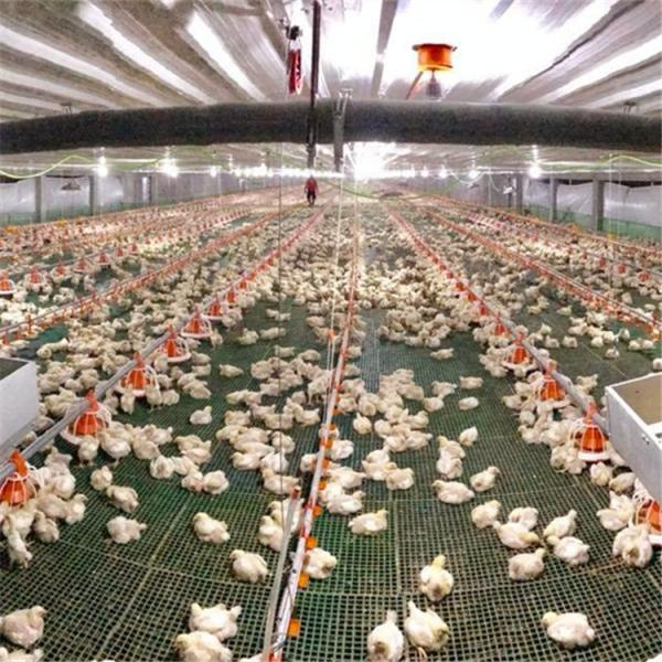 Alimentação dos bocais da galinha e sistema bebendo da bebida para o levantamento das grelhas da galinha