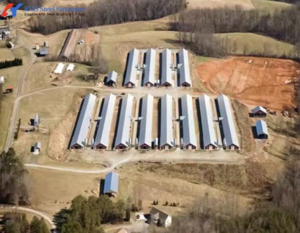 Custom Prefab Layer Chicken House with Automatic Feeding System