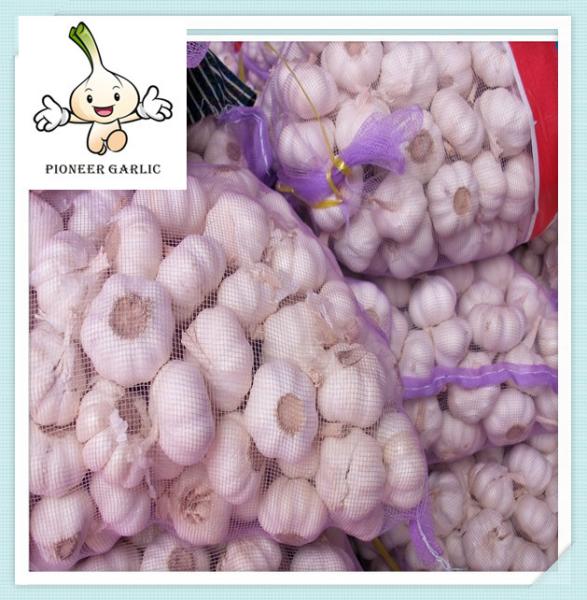 Normal white garlic,low price,10kg,20kg mesh bag in lowest price garlic