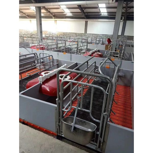 Physiological Parameter Based Design Pig Breeding Equipment RFID Intelligent Sow Management Cable Tray