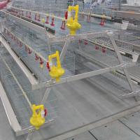 Gestão de água potável automática da gaiola da galinha de grelha de 240 galinhas