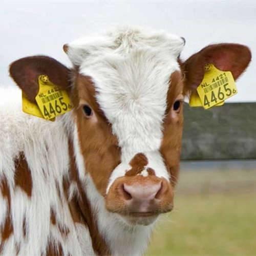 TPU RFID UHF Animal Ear Tags Plastic Alien H3 860-960MHz Frequency
