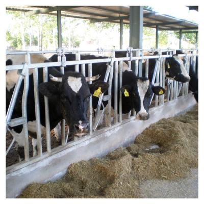 O ISO galvanizou o fechamento principal da vaca da tubulação