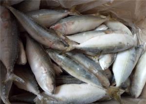 Scomber Japonicus Seafood 60G Frozen Indian Mackerel For Home