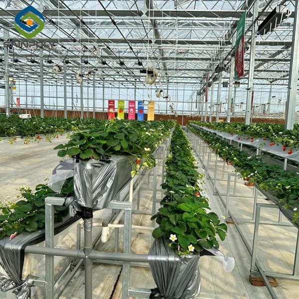 SAINPOLY Hydroponic Strawberry Greenhouse With Planting Systems Easily Assembled