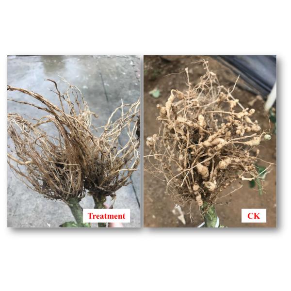 Nematode Disease Prevention And Control Producing Nematode Control