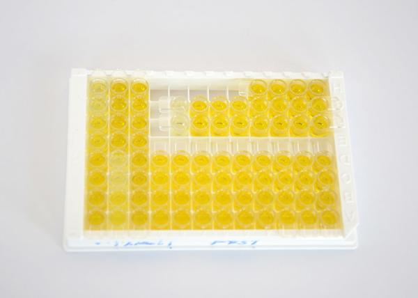 96 Test Aflatoxin M1 Mycotoxin ELISA Kit For Milk